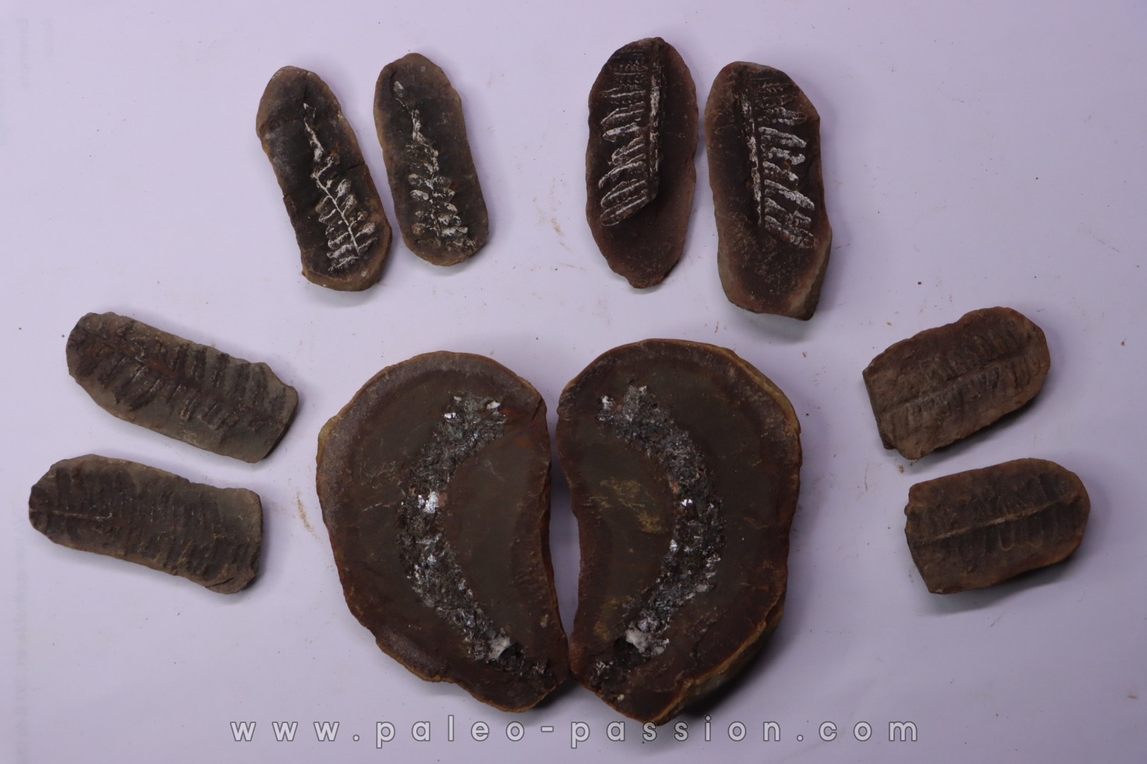 set of 5 nodules pennsylvanian (carboniferous) Carbondale Fmt - Mazon creek - Illinois - USA