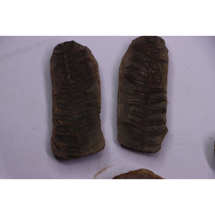 set of 5 nodules  pennsylvanian (carboniferous)  Carbondale Fmt - Mazon creek - Illinois - USA