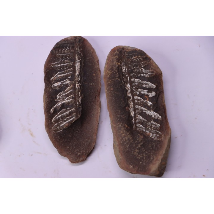 set of 5 nodules  pennsylvanian (carboniferous)  Carbondale Fmt - Mazon creek - Illinois - USA