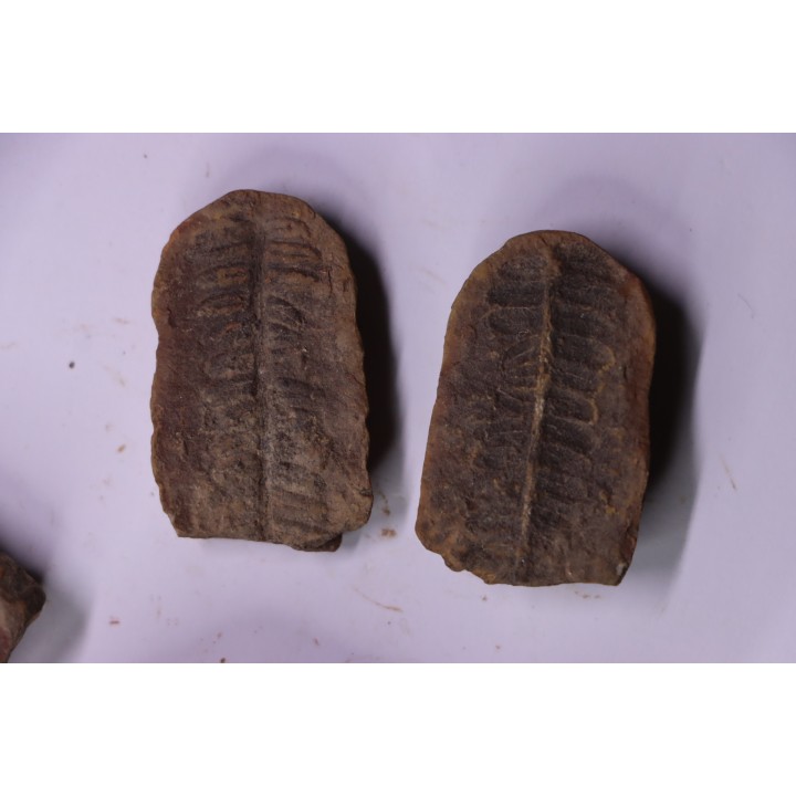 set of 5 nodules  pennsylvanian (carboniferous)  Carbondale Fmt - Mazon creek - Illinois - USA
