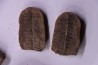 set of 5 nodules pennsylvanian (carboniferous) Carbondale Fmt - Mazon creek - Illinois - USA