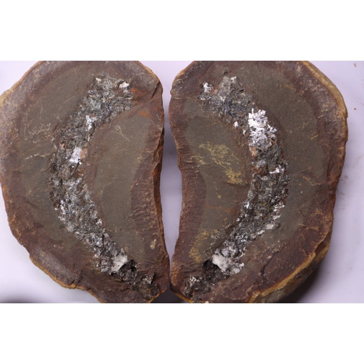 set of 5 nodules  pennsylvanian (carboniferous)  Carbondale Fmt - Mazon creek - Illinois - USA