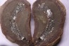 set of 5 nodules pennsylvanian (carboniferous) Carbondale Fmt - Mazon creek - Illinois - USA