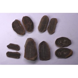 set of 5 nodules  pennsylvanian (carboniferous)  Carbondale Fmt - Mazon creek - Illinois - USA