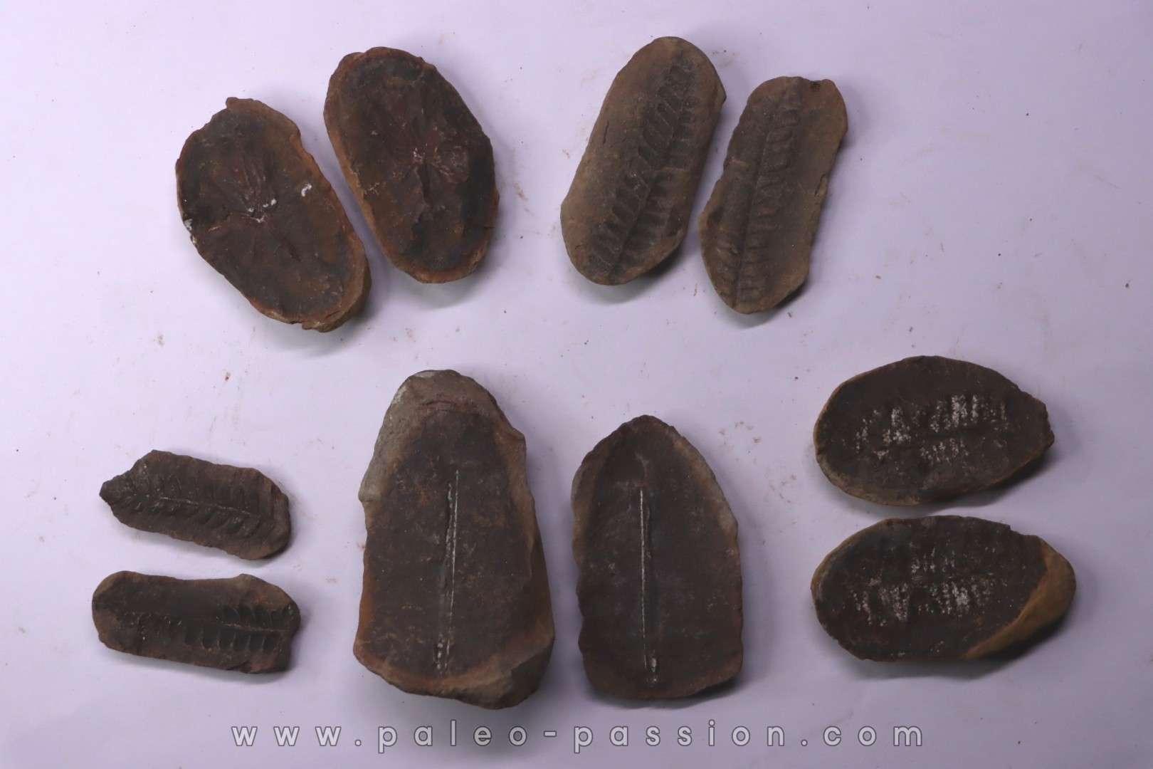 set of 5 nodules pennsylvanian (carboniferous) Carbondale Fmt - Mazon creek - Illinois - USA