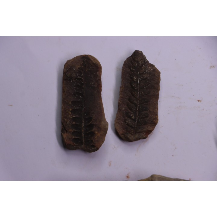 set of 5 nodules  pennsylvanian (carboniferous)  Carbondale Fmt - Mazon creek - Illinois - USA