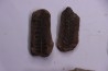 collection de 5 nodules de fougeres - pennsylvanian (carbonifère) - Carbondale Fmt - Mazon creek - Illinois - USA