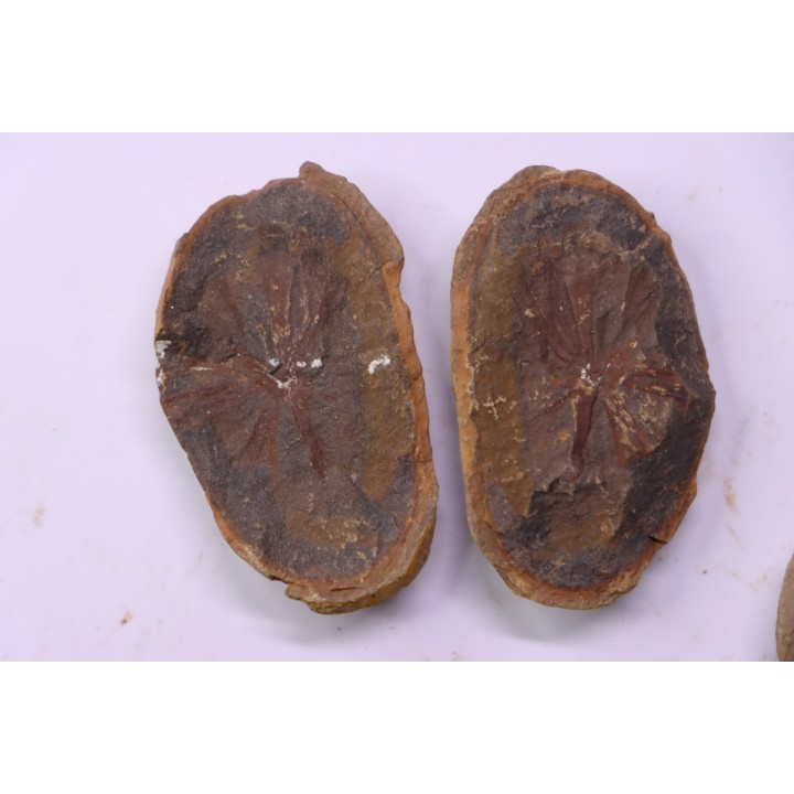 set of 5 nodules  pennsylvanian (carboniferous)  Carbondale Fmt - Mazon creek - Illinois - USA