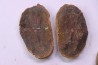 collection de 5 nodules de fougeres - pennsylvanian (carbonifère) - Carbondale Fmt - Mazon creek - Illinois - USA