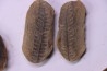 set of 5 nodules pennsylvanian (carboniferous) Carbondale Fmt - Mazon creek - Illinois - USA