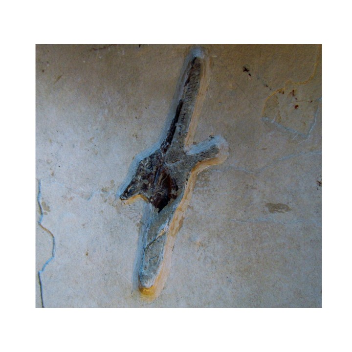 GEBRAYELICHTHYS UYENOI