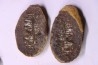 collection de 5 nodules de fougeres - pennsylvanian (carbonifère) - Carbondale Fmt - Mazon creek - Illinois - USA