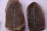 collection de 5 nodules de fougeres - pennsylvanian (carbonifère) - Carbondale Fmt - Mazon creek - Illinois - USA