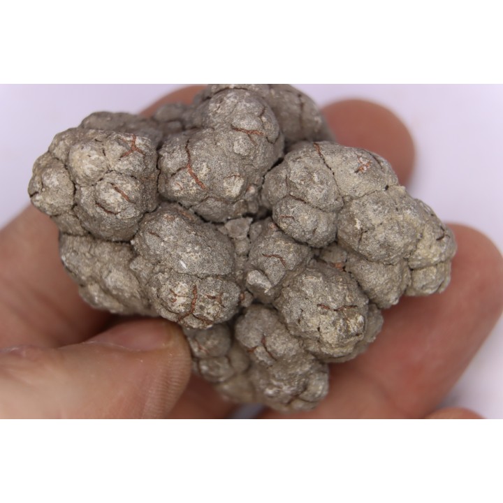 dinosaur coprolithe - jurassic - Morrison Formation - Wyoming, USA