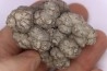 dinosaur coprolithe - jurassic - Morrison Formation - Wyoming, USA