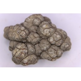 dinosaur coprolithe - jurassic - Morrison Formation - Wyoming, USA