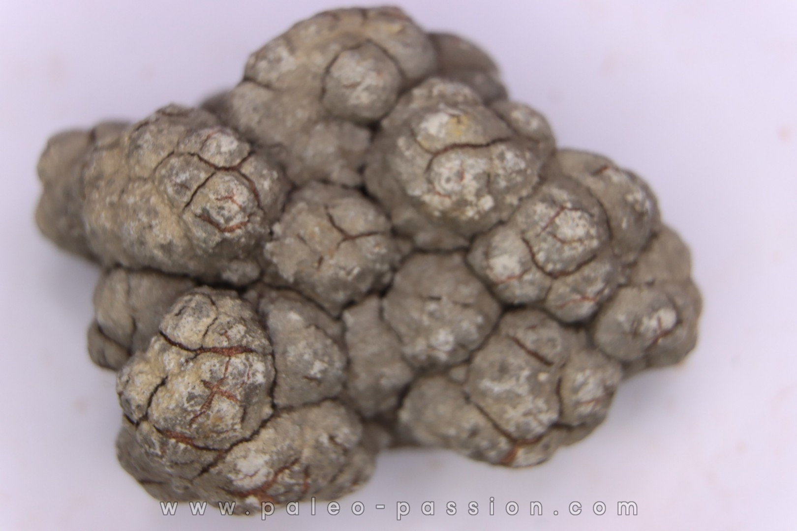 dinosaur coprolithe - jurassic - Morrison Formation - Wyoming, USA