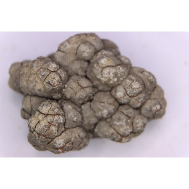 coprolithe de dinosaure - jurassique - Morrison Formation - Wyoming, USA