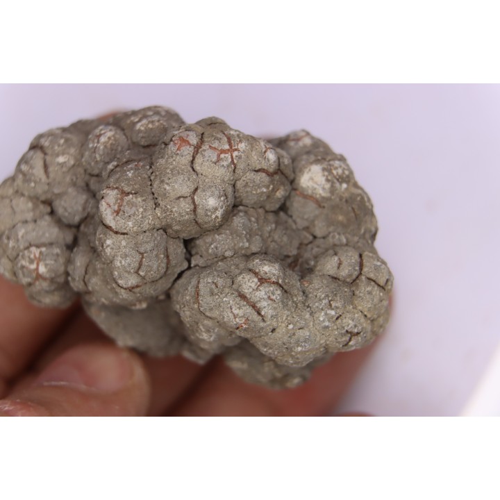 coprolithe de dinosaure - jurassique - Morrison Formation - Wyoming, USA