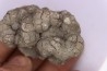 dinosaur coprolithe - jurassic - Morrison Formation - Wyoming, USA