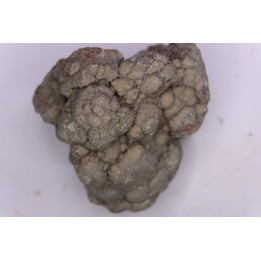 dinosaur coprolithe - jurassic - Morrison Formation - Wyoming, USA