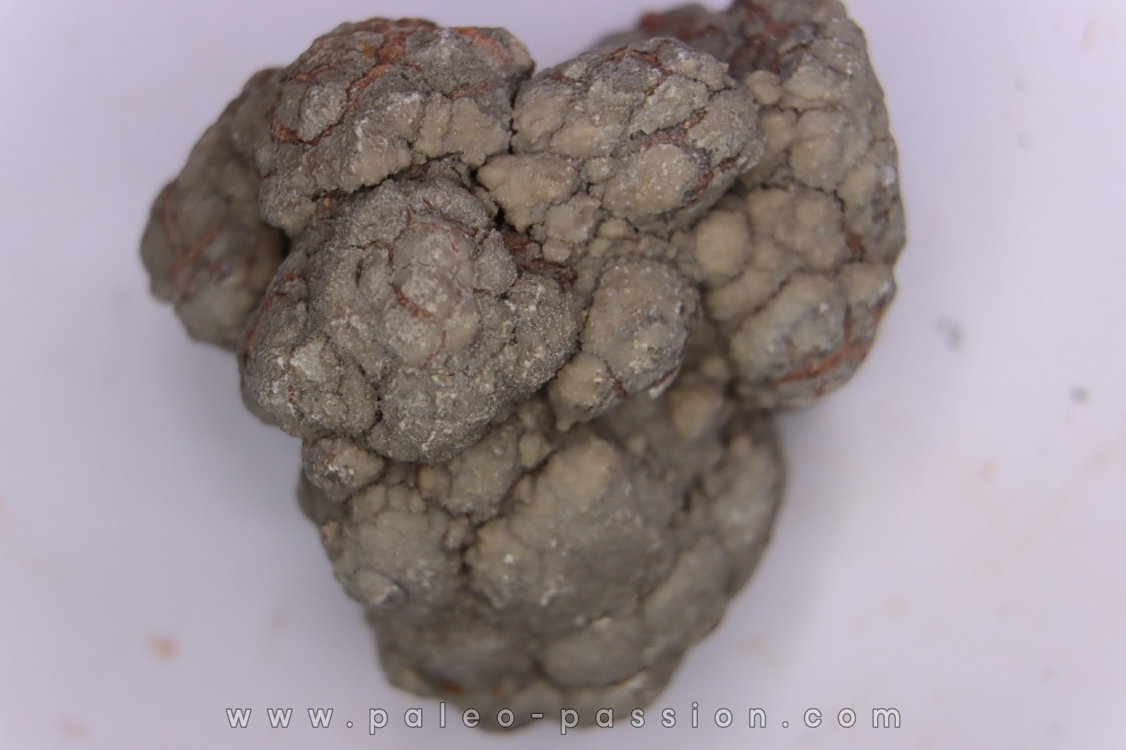 dinosaur coprolithe - jurassic - Morrison Formation - Wyoming, USA