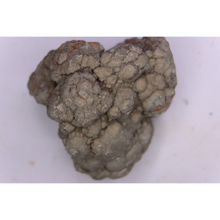dinosaur coprolithe - jurassic - Morrison Formation - Wyoming, USA