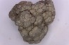 dinosaur coprolithe - jurassic - Morrison Formation - Wyoming, USA