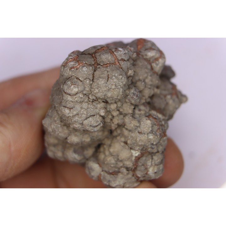 coprolithe de dinosaure - jurassique - Morrison Formation - Wyoming, USA