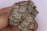 coprolithe de dinosaure - jurassique - Morrison Formation - Wyoming, USA