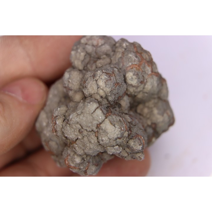 dinosaur coprolithe - jurassic - Morrison Formation - Wyoming, USA