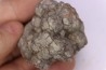 dinosaur coprolithe - jurassic - Morrison Formation - Wyoming, USA