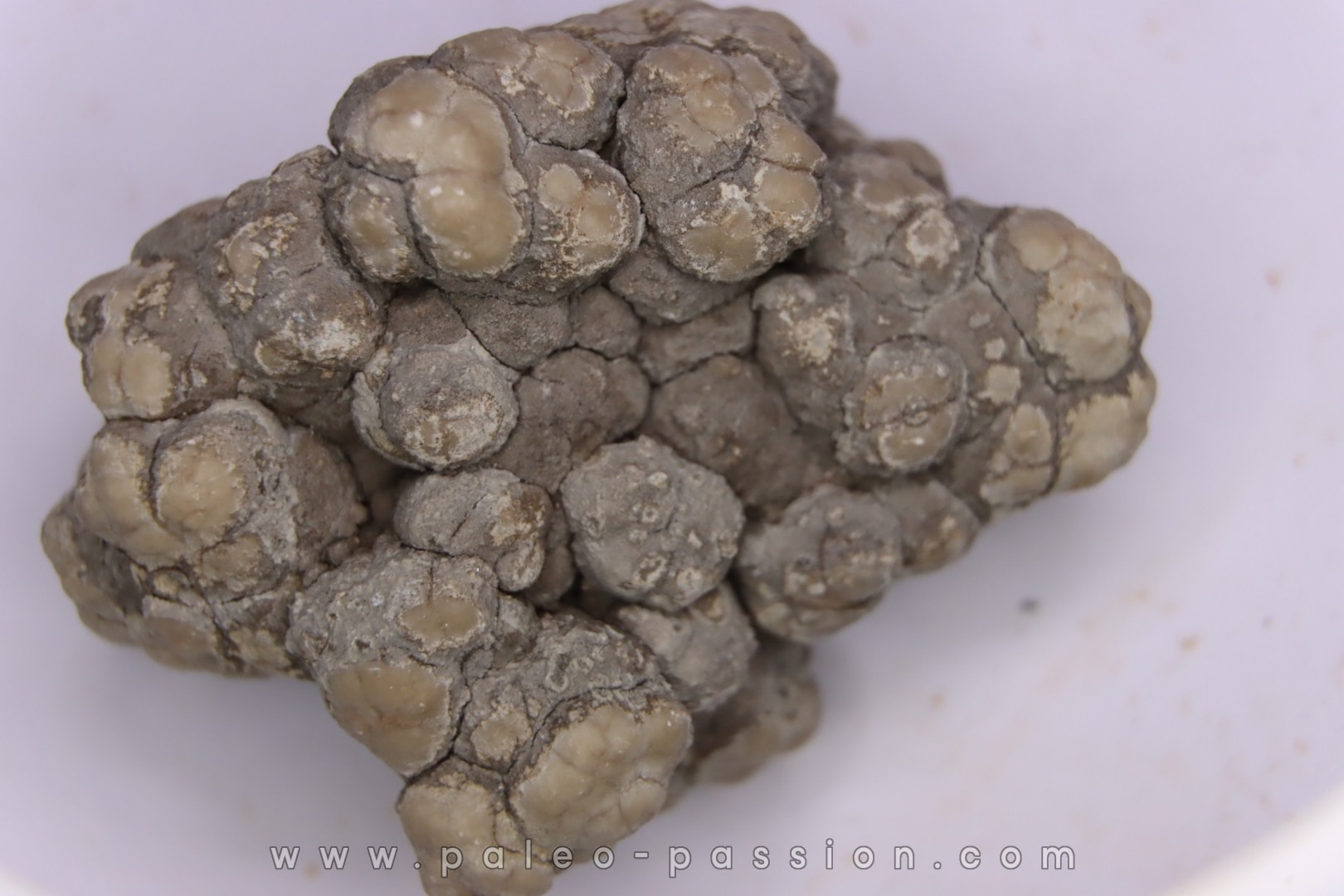 dinosaur coprolithe - jurassic - Morrison Formation - Wyoming, USA