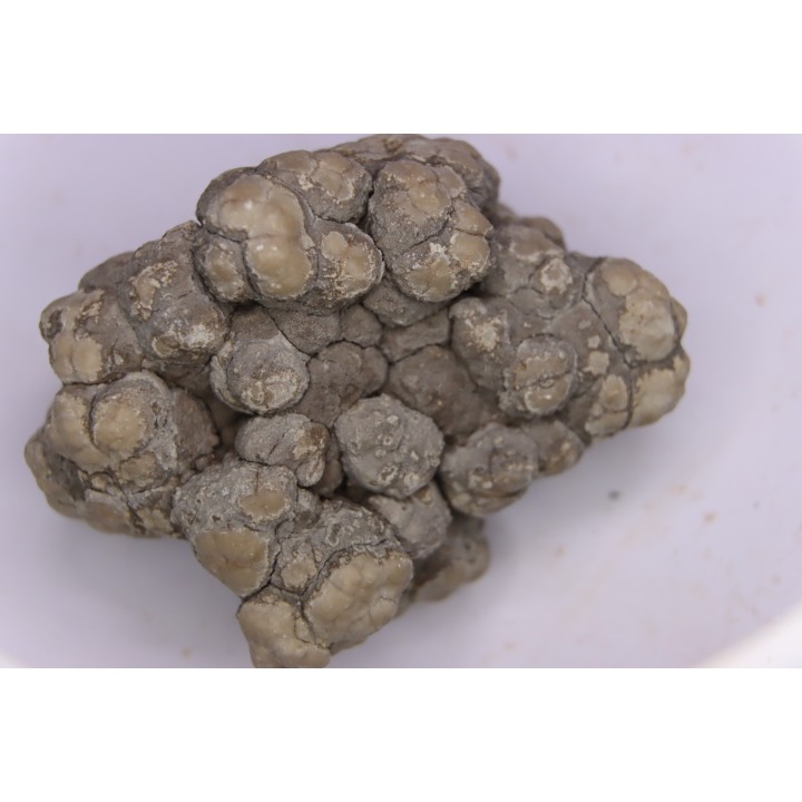 dinosaur coprolithe - jurassic - Morrison Formation - Wyoming, USA