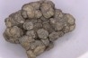 dinosaur coprolithe - jurassic - Morrison Formation - Wyoming, USA