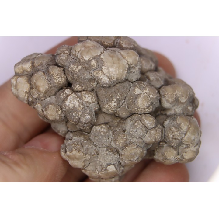coprolithe de dinosaure - jurassique - Morrison Formation - Wyoming, USA