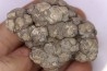 dinosaur coprolithe - jurassic - Morrison Formation - Wyoming, USA