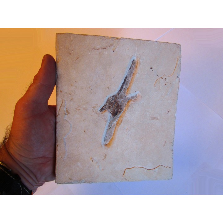 GEBRAYELICHTHYS UYENOI
