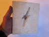 GEBRAYELICHTHYS UYENOI