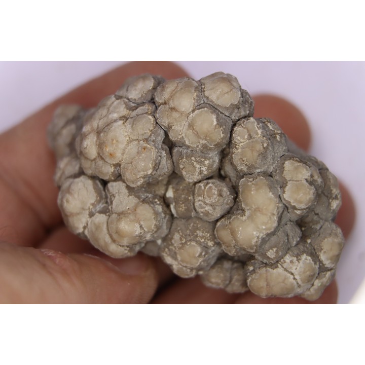 coprolithe de dinosaure - jurassique - Morrison Formation - Wyoming, USA