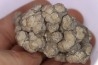 dinosaur coprolithe - jurassic - Morrison Formation - Wyoming, USA