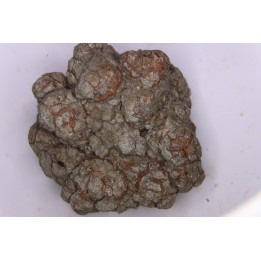 coprolithe de dinosaure - jurassique - Morrison Formation - Wyoming, USA