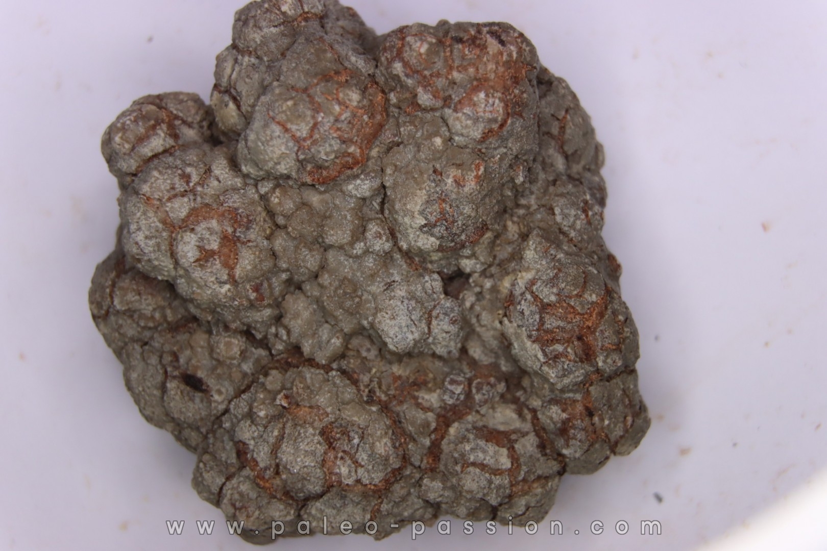 dinosaur coprolithe - jurassic - Morrison Formation - Wyoming, USA