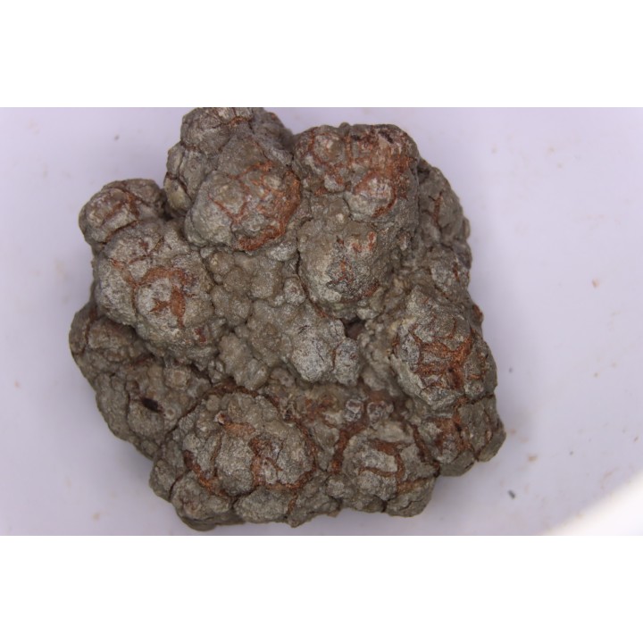 dinosaur coprolithe - jurassic - Morrison Formation - Wyoming, USA