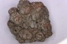 coprolithe de dinosaure - jurassique - Morrison Formation - Wyoming, USA