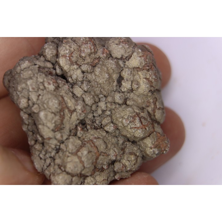 dinosaur coprolithe - jurassic - Morrison Formation - Wyoming, USA