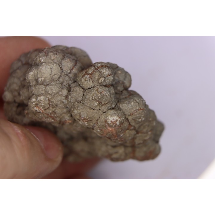 dinosaur coprolithe - jurassic - Morrison Formation - Wyoming, USA