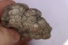 coprolithe de dinosaure - jurassique - Morrison Formation - Wyoming, USA