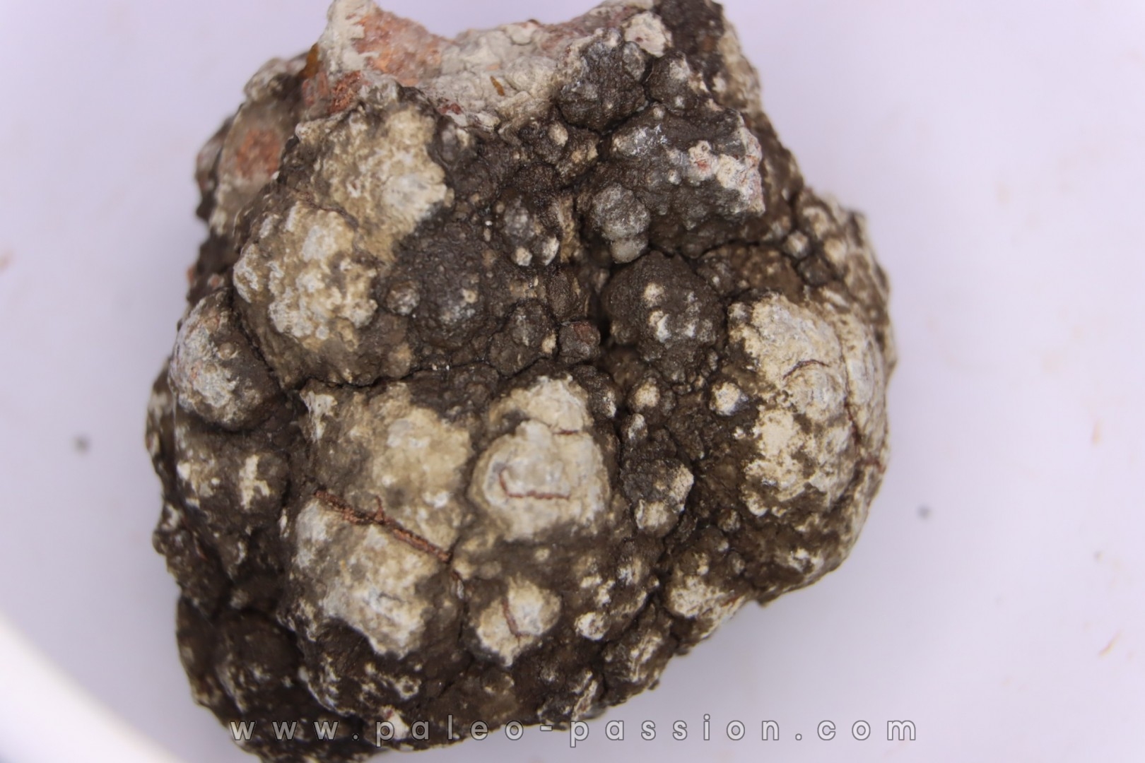 dinosaur coprolithe - jurassic - Morrison Formation - Wyoming, USA