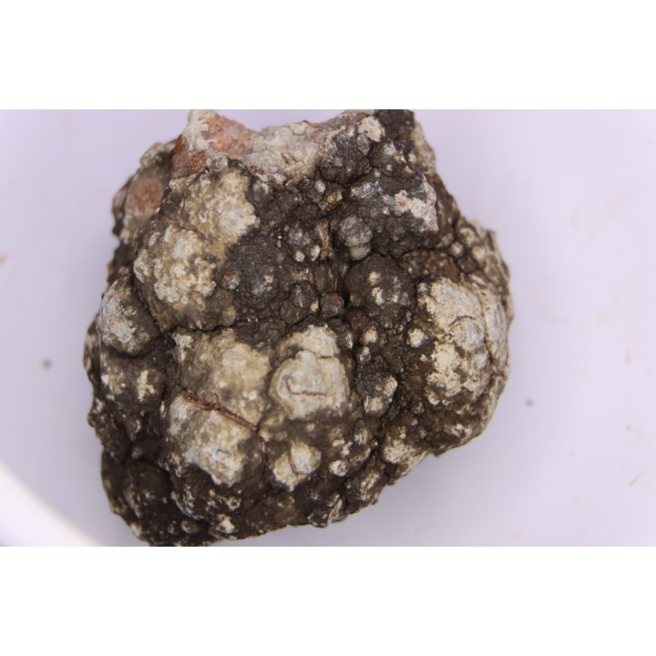 coprolithe de dinosaure - jurassique - Morrison Formation - Wyoming, USA